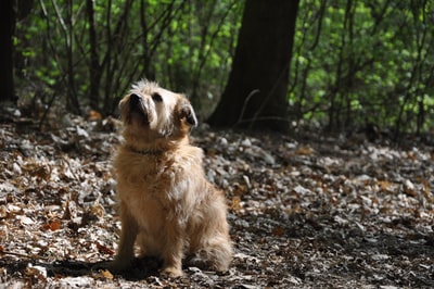 白天在森林里的棕色长毛小狗